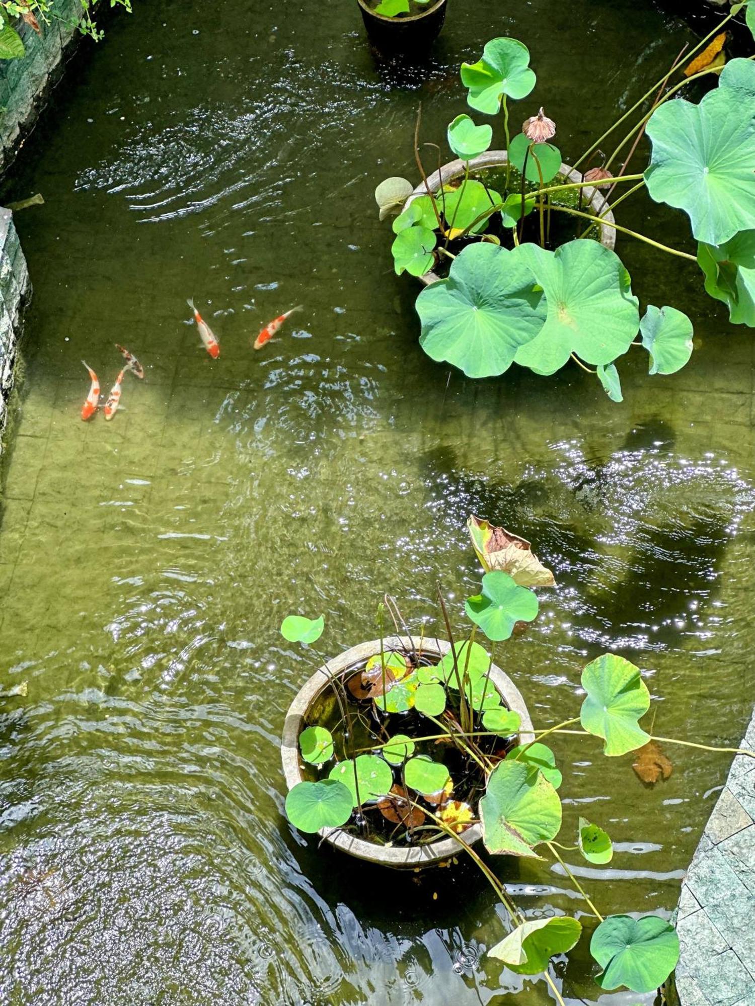Sattva Yoga Retreat Villas Canggu  Ngoại thất bức ảnh